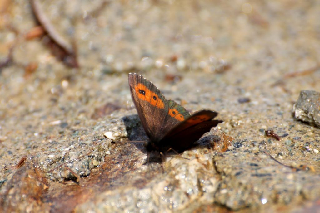 Forse Erebia euryale maschio? S